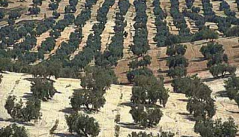 غرس أزيد من 150 هكتار من شجيرات  الزيتون منذ بداية السنة بغليزان