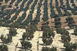 برمجة 165 مشروعا لقطاع الغابات بولاية تيسمسيلت