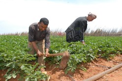 مدير صندوق التعاون الفلاحي يدعو الفلاحين إلى تأمين منتجاتهم