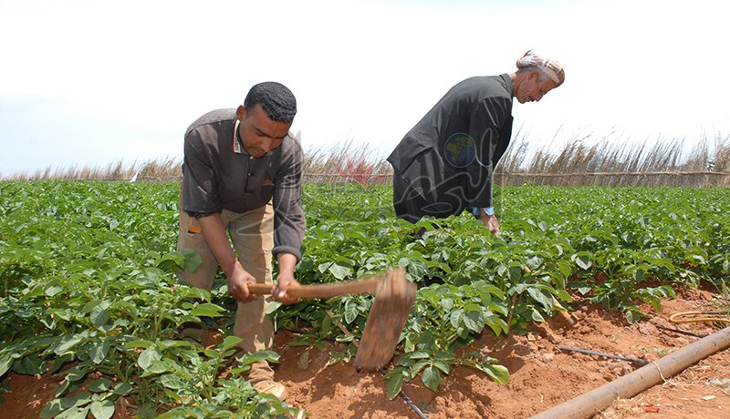 مدير صندوق التعاون الفلاحي يدعو الفلاحين إلى تأمين منتجاتهم