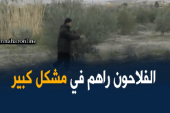 تيارت: الفلاحون بشعبة إنتاج الزيتون يواجهون مشاكل عدّة في عملية التسويق