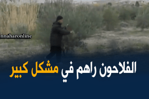 تيارت: الفلاحون بشعبة إنتاج الزيتون يواجهون مشاكل عدّة في عملية التسويق