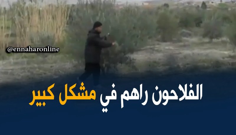 تيارت: الفلاحون بشعبة إنتاج الزيتون يواجهون مشاكل عدّة في عملية التسويق