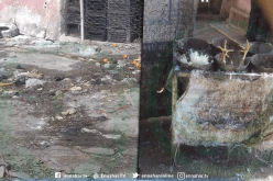 صور صادمة لمذبح الدجاج وسوق الخضر بالبرواقية