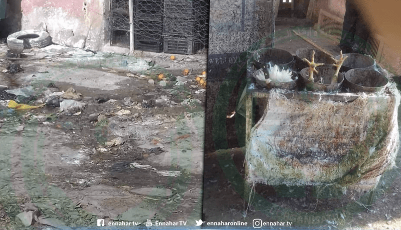 صور صادمة لمذبح الدجاج وسوق الخضر بالبرواقية