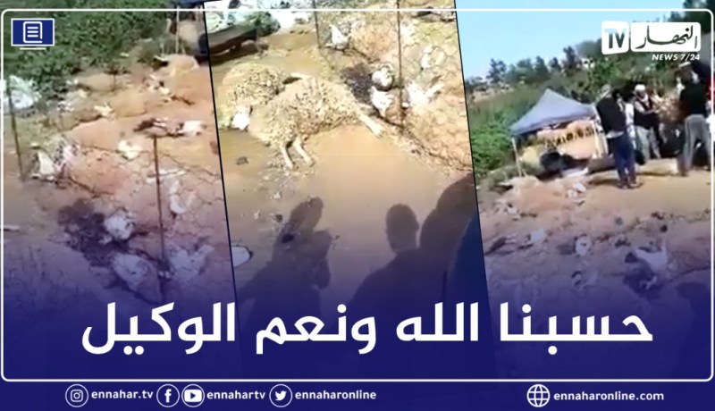 نفوق 25 كبش بعد تسميمهم من طرف مجهولين في سوق الدويرة