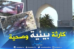 بالصور.. العثور على دلفين وسط الأحراش بجامعة السانية في وهران