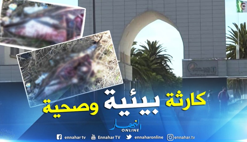 بالصور.. العثور على دلفين وسط الأحراش بجامعة السانية في وهران