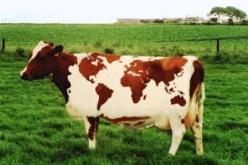 تهريب أبقار  إيطالية تتغذى على أعلاف من لحوم الخنازير