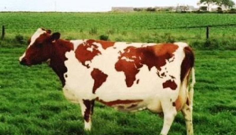 تهريب أبقار  إيطالية تتغذى على أعلاف من لحوم الخنازير