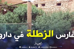 خلاف بين شاب وخاله يكشف مزرعة مخدرات وشبكة لترويج الكيف تنشط في بوڤرة وخميس مليانة