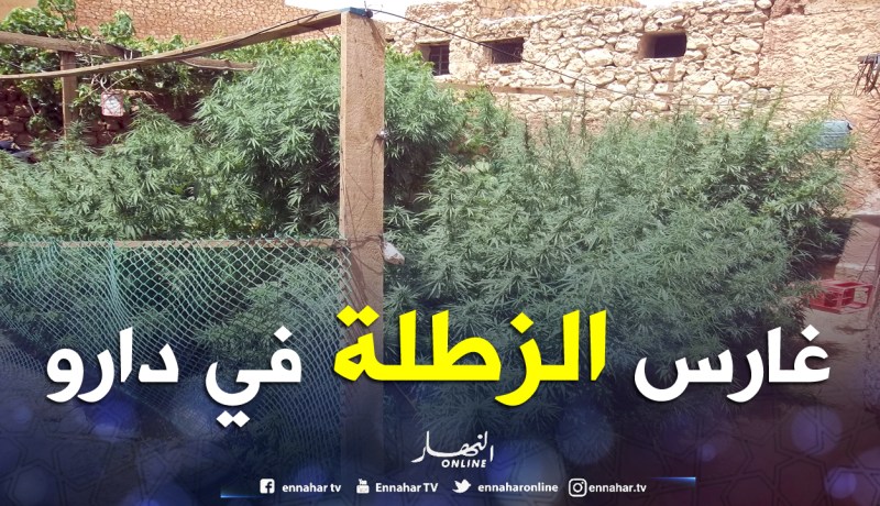خلاف بين شاب وخاله يكشف مزرعة مخدرات وشبكة لترويج الكيف تنشط في بوڤرة وخميس مليانة