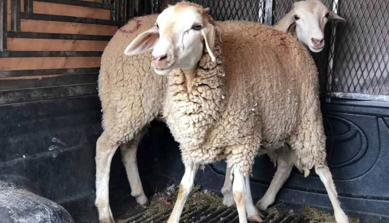 بالصور .. مجموعة “ناس الخير” الاغواط توزع 16 أضحية
