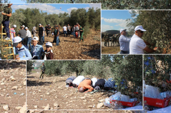 بالصور..الفلسطنيون يتحدون الصهاينة بقطف الزيتون