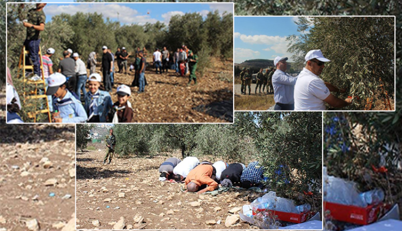 بالصور..الفلسطنيون يتحدون الصهاينة بقطف الزيتون