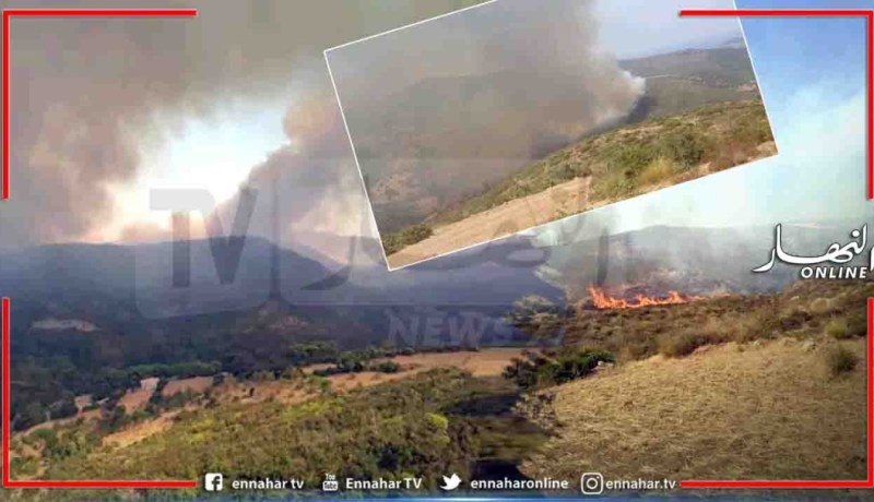 الشلف: إخماد حريق بغابة بيوب في تاوقريت