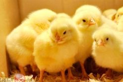 نفوق 500 كتكوت وإصابة 3 أشخاص بعد حريق داخل بيت بلاستيكي في البليدة