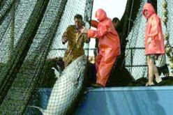 استئناف نشاط الصيد البحري بعنابة بعد إضراب دام 25 يوميا