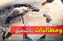 بالصور.. هكذا تُنقَذ الجمال من رمال متحركة سببتها نفايات الشركات البترولية