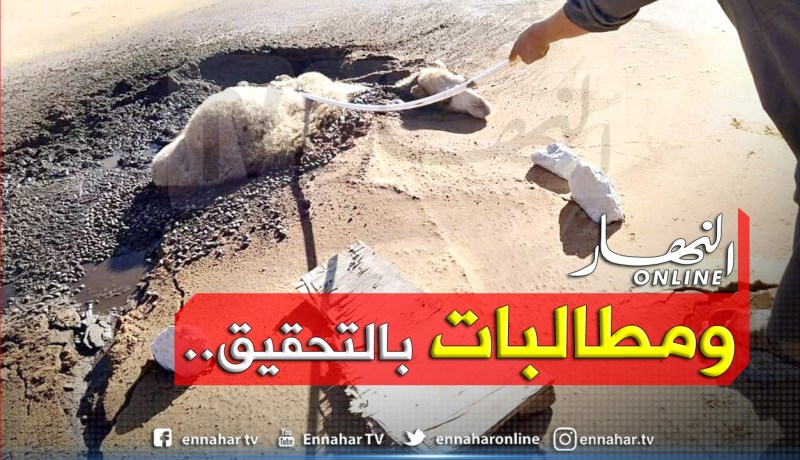 بالصور.. هكذا تُنقَذ الجمال من رمال متحركة سببتها نفايات الشركات البترولية