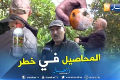 بالفيديو.. سوء الإستخدام للمبيدات يتلف بالمحاصيل الزراعية