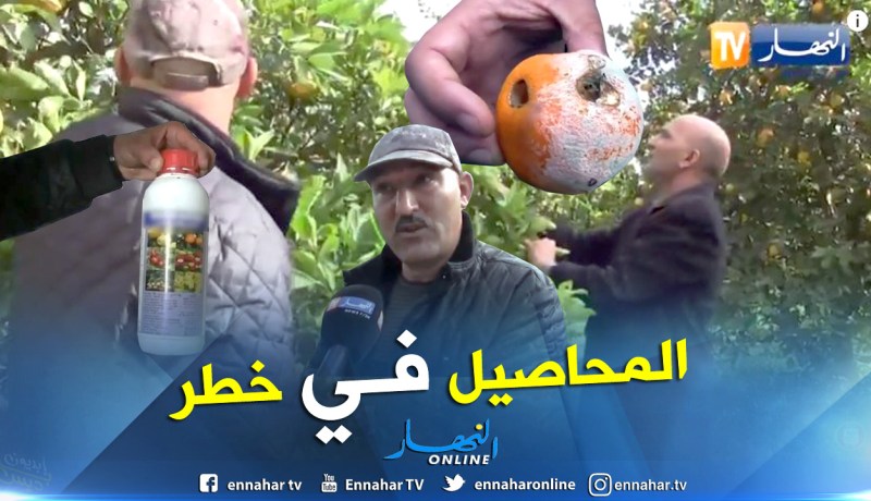 بالفيديو.. سوء الإستخدام للمبيدات يتلف بالمحاصيل الزراعية