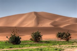 رصد 476 مليون دينار لمكافحة التصحر بمعسكر