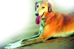 ''السلوقي'' لحماية الماشية من الذئاب في الجلفة