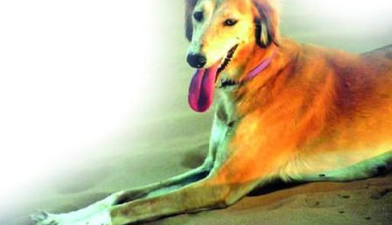 ''السلوقي'' لحماية الماشية من الذئاب في الجلفة