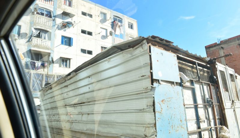 تربية الدجاج و الأبقار.. “برارك” بطوابق في “الباطيمات”!