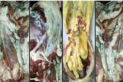 أضاحي الجزائريين تتعفّن بعد 24 ساعة من ذبحها