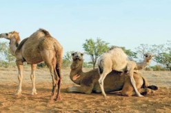 المصالح الفلاحية تحصي اكثر من 687الف راس من الماشية والابل بأدرار