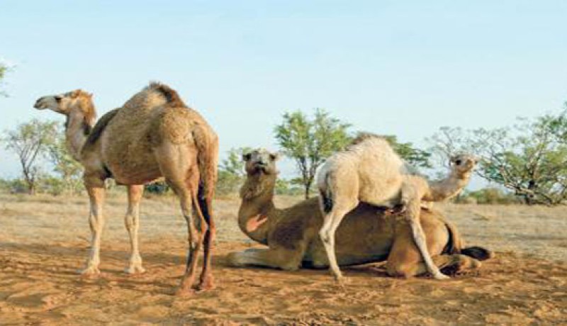 المصالح الفلاحية تحصي اكثر من 687الف راس من الماشية والابل بأدرار