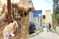 عيادة متعددة الخدمات تتحول إلى حضيرة لبيع كباش أولاد نايل في براقي