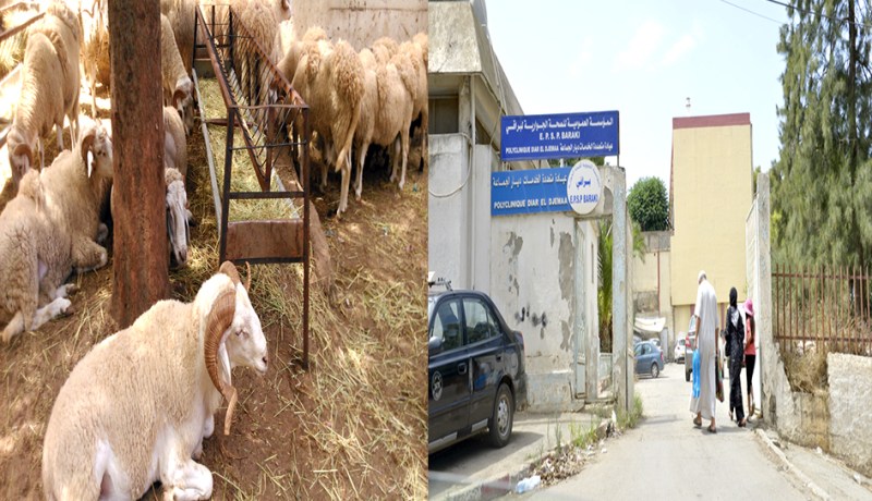 عيادة متعددة الخدمات تتحول إلى حضيرة لبيع كباش أولاد نايل في براقي