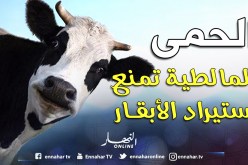 ممنوع استيراد الأبقار إلى غاية القضاء على الحمى القلاعية