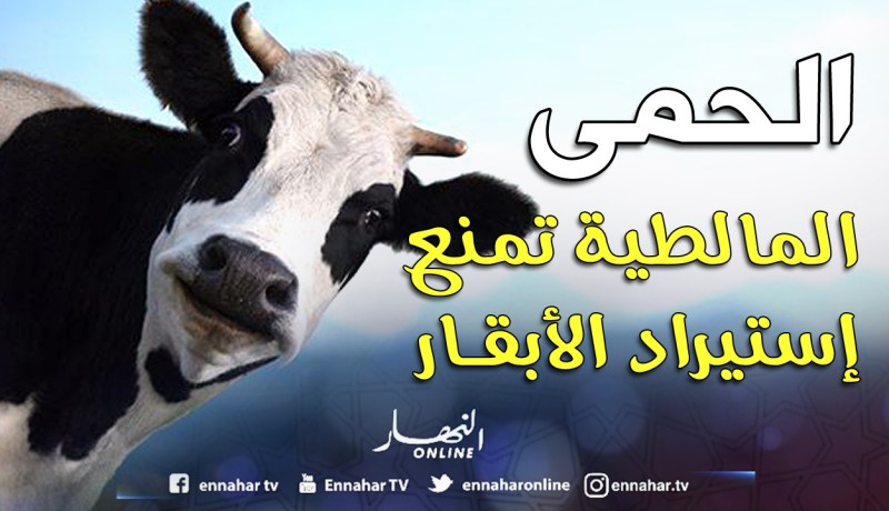 ممنوع استيراد الأبقار إلى غاية القضاء على الحمى القلاعية