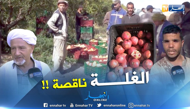 بالفيديو.. انتاج الرمان يكبّد الفلاح خسائر كبيرة بالجلفة