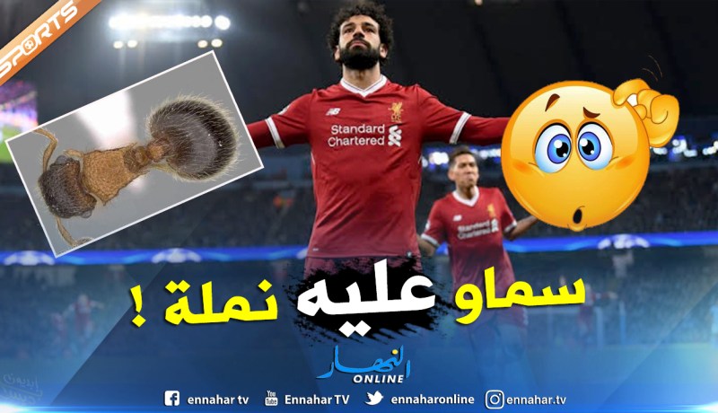 حشرة جديدة تحمل إسم “محمد صلاح” !!