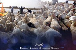 بالصور..إنقاذ 350 رأس غنم علقوا في بركة مائية بالنعامة