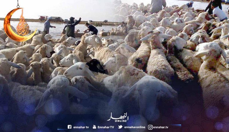 بالصور..إنقاذ 350 رأس غنم علقوا في بركة مائية بالنعامة