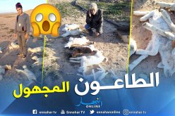 بالصور..  نفوق عدد من الأغنام  بسبب الوباء المجهول ببلديات باتنة