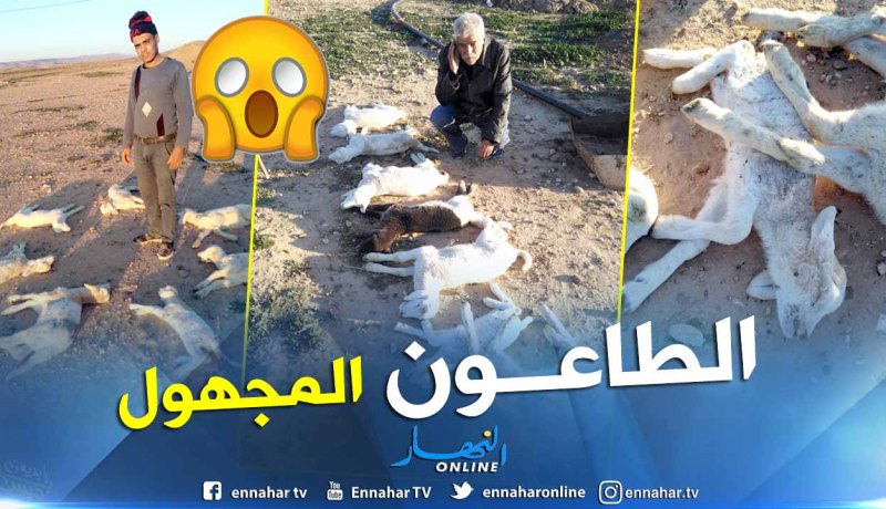 بالصور.. نفوق عدد من الأغنام بسبب الوباء المجهول ببلديات باتنة