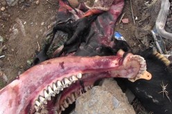 اكتشاف رؤوس وجلود حمير يثير الرعب وسط المواطنين في باتنة