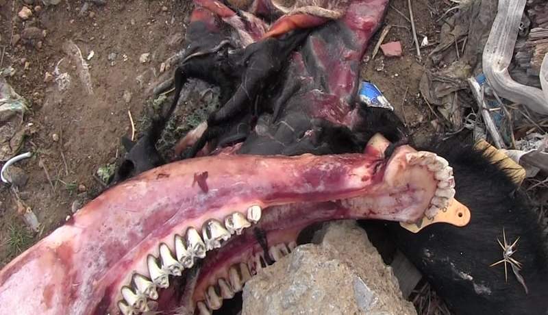 اكتشاف رؤوس وجلود حمير يثير الرعب وسط المواطنين في باتنة