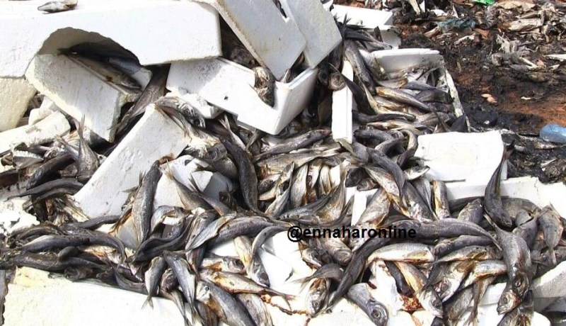 بالصور…مجهولون يرمون السردين ببني صاف