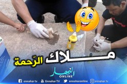 بالفيديو والصور.. طفل يوقف عون الحماية المدنية لإسعاف قط جريح على قارعة الطريق