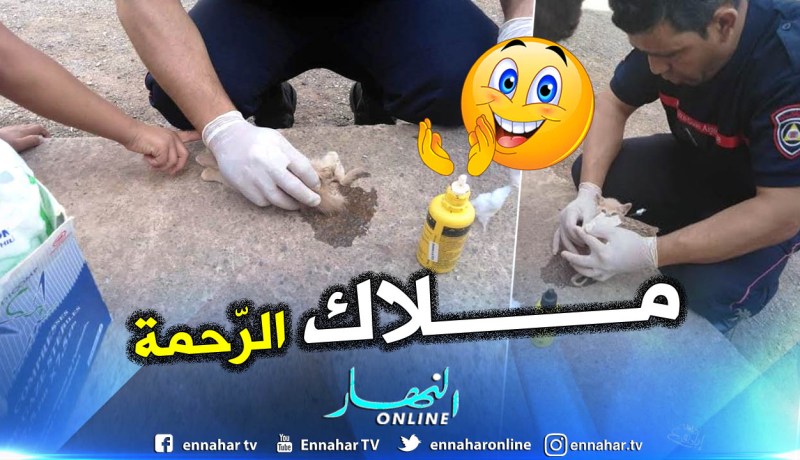 بالفيديو والصور.. طفل يوقف عون الحماية المدنية لإسعاف قط جريح على قارعة الطريق