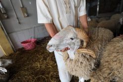 بالصور.. جنون الأضاحي.. 5 آلاف دينار زيادة أسبوعيا!