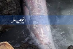 عين تموشنت: أمواج البحر تلفظ دلفينا ميتا بطول يقارب المترين بميناء مداغ